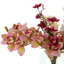 Orchids, Magnolia and Pampas Arranged in Glass Vase