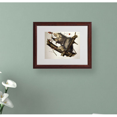 John Audubon - Single Picture Frame Print on Canvas