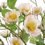 Uttermost Tranquility Lenten Rose Bouquets Set/2