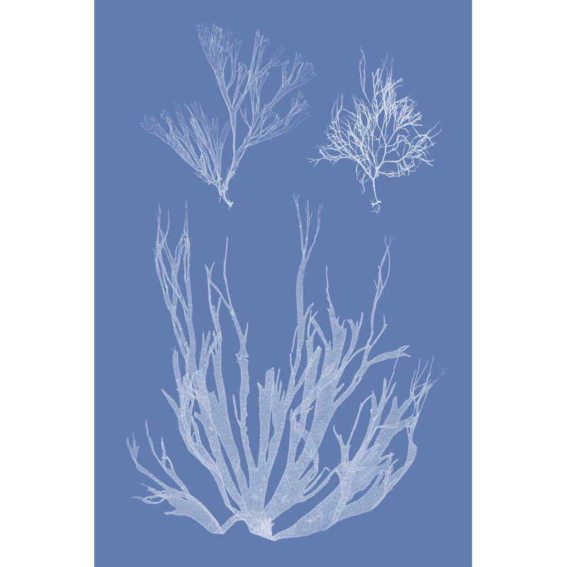 Seaweed Cyanotype I by Vision Studio - Wrapped Canvas Print, 122cm H x 81cm W