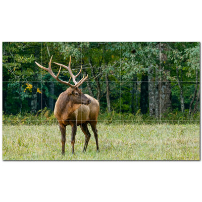 Cerf photo 8 x 8