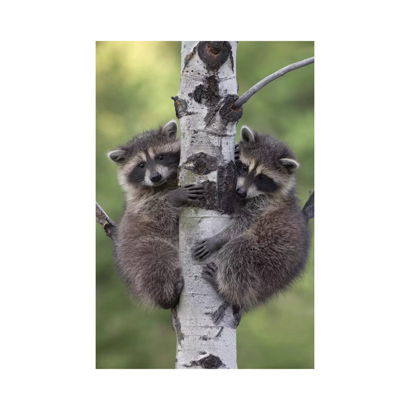 Raccoon Two Babies Climbing Tree, North America II by Tim Fitzharris - Wrapped Canvas Print