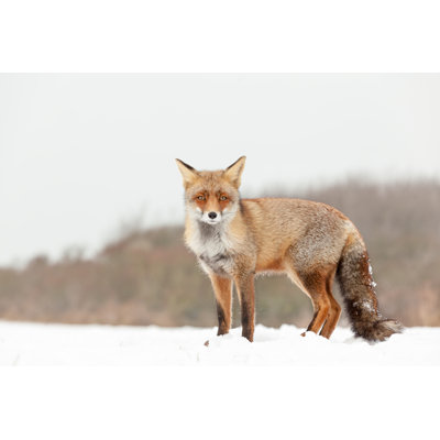 Ventanna Fox by DenBoma - Wrapped Canvas Print