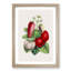 Wild Strawberry Illustration - Framed Print-55612419-55612424
