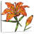 Harnek Orange Tiger Lily