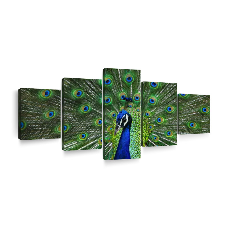 " Peacock Feathers " 5 - Pieces, 36" H x 80" W x 1.25" D