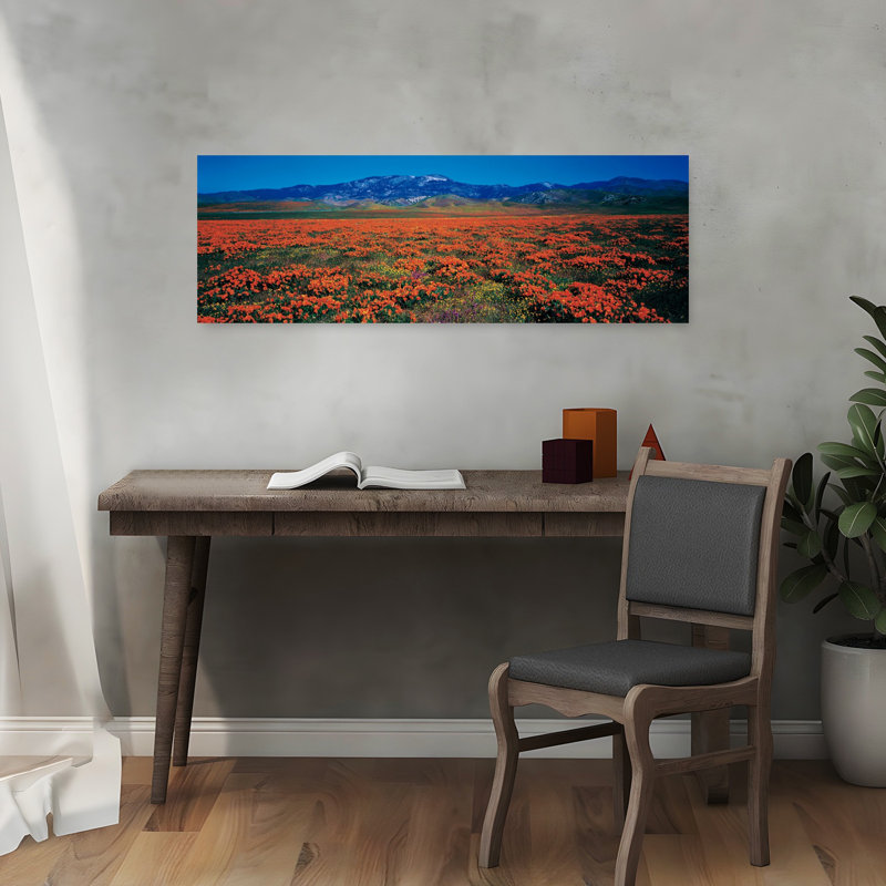 Champ, coquelicots, Antelope Valley, Californie, États-Unis, H 12 po x l 36 po