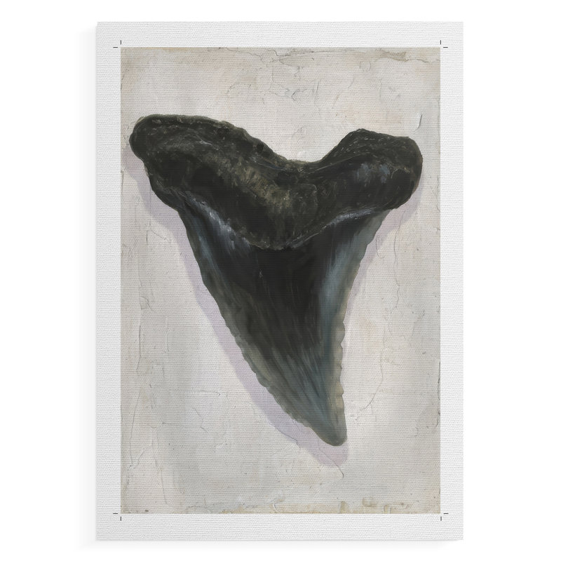 Watercolor Sharks Tooth I - Impression sur toile seulement - NON-CADRE, H 18 po x l 12 po