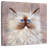 Brampt Seal Point Kitten-109227241