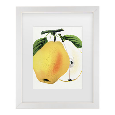 Bolog Botanical Specimen Rochester Kiefers Hybrid Pear Lithograph Matted Framed Art