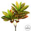 Croton en vaporisateur