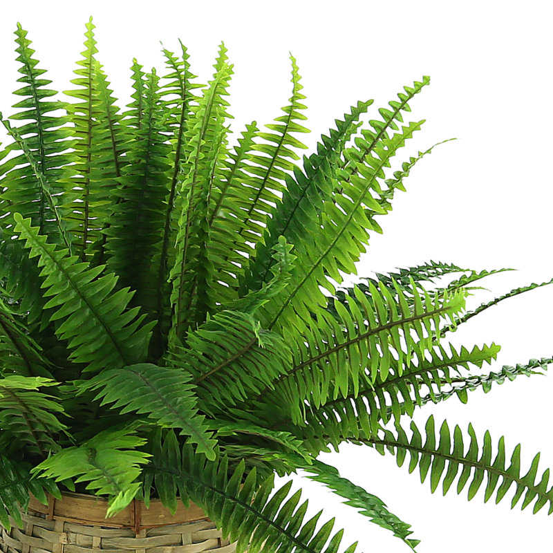 Richas Faux Fern Plant in Wicker/Rattan Basket