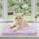 Paquet de 2: couverture pour chat apaisant pour chats d'intérieur, couverture pour animal chaud et pelucheux, tapis pour petit chien lavable pour cage, pour chatons et chiots anxieux et stressés