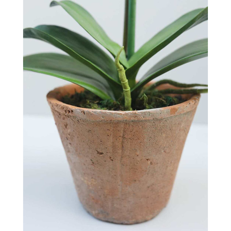 Faux Orchid in Terracotta Pot 19"