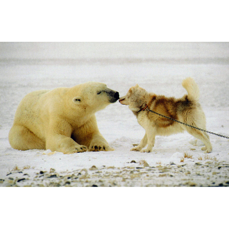 Baiser polaire