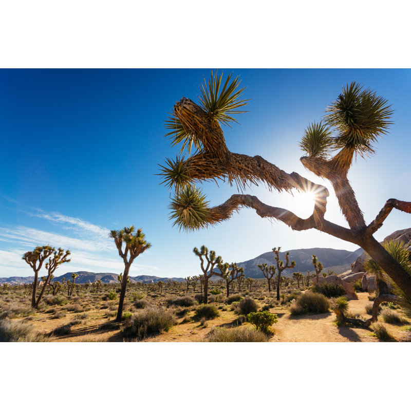 Shamblin Joshua Tree in Summer sur toile, H 32 po x l 48 po