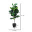 Figuier Ragland-886447017