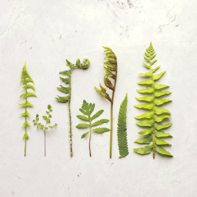 Flat Lay Ferns IV 1 Piece Wall Art on Canvas, 76cm H x 76cm W