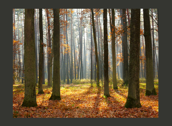 Autumn Trees 2.70m x 350cm Wallpaper, 400 cm x 309 cm