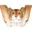 Side Table Animal Tiger 35cm