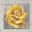 «Yellow Roses I» par Silvia Vassileva, art mural en verre acrylique-220077024