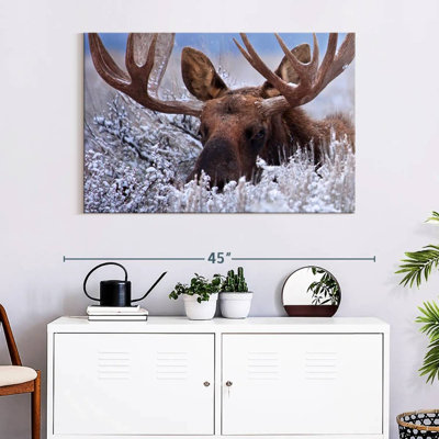 Brampt Hiding Moose