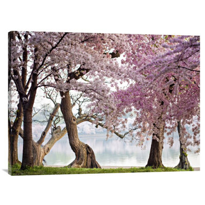 " Cherry Trees Bloom, Washington, USA " by Anonymous