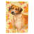 Chien de Rhodésie à crête dorsale sélectionné