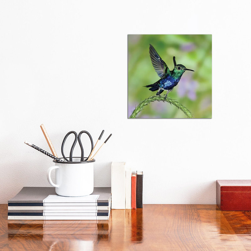Violet-Bellied Hummingbird Male Taking Flight, Western Ecuador by Michael & Patricia Fogden - Wrapped Canvas Gallery-Wrapped Canvas Giclée