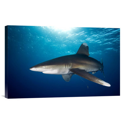 " Oceanic White-Tip Shark Close To The Surface "