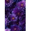 Papier peint floral mauve élégant