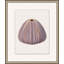 Mauve Shell Study 1 Print