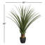 Teton Spiked Agave plante de sol en pot