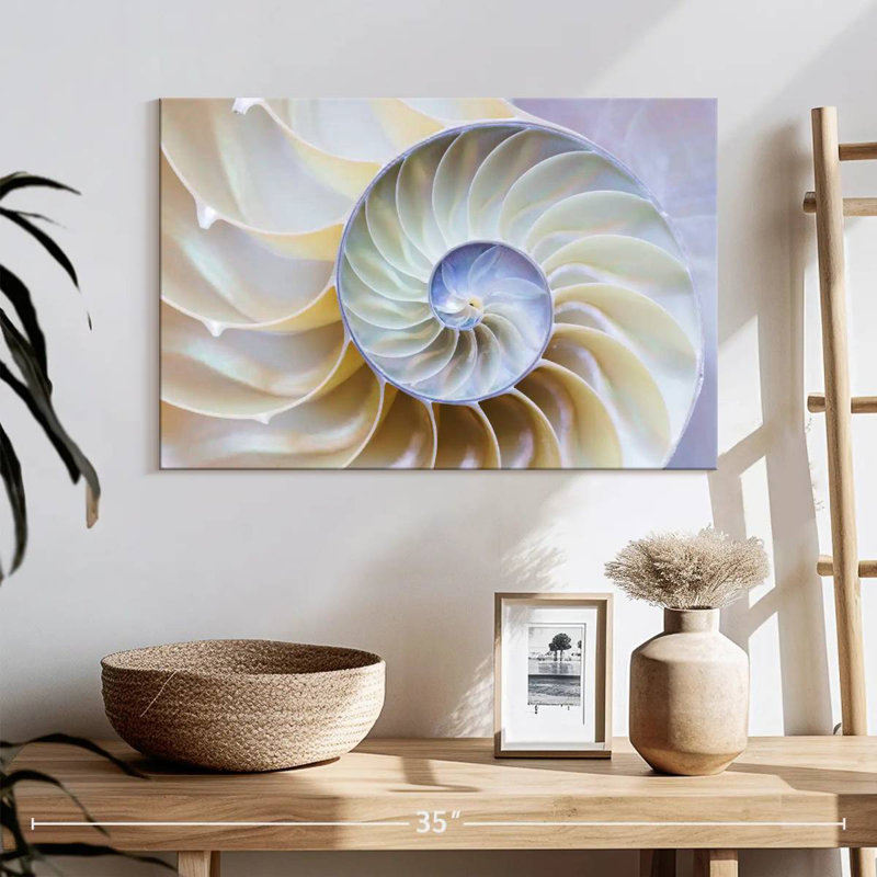 Empty Nautilus Shell, 16" H x 24" W
