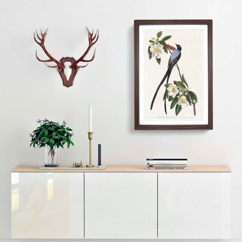 Fork-Tailed Flycatcher Bird by John Audubon - Framed Print, 65cm H x 48cm W x 2cm D, Walnut Framed