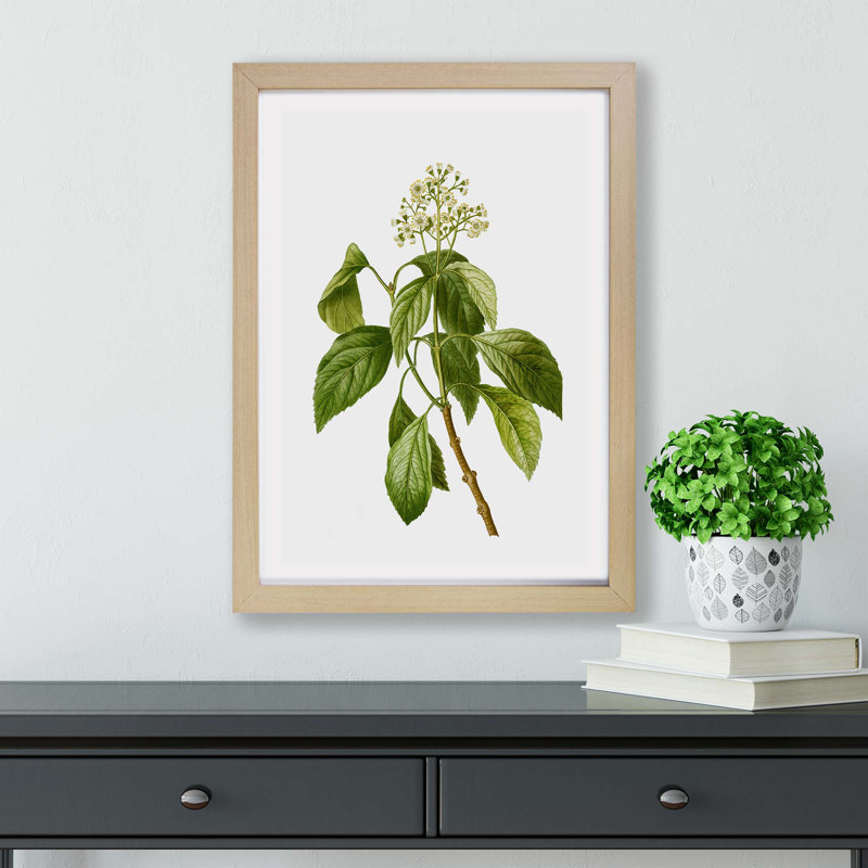 Climbing Hydrangea by Pierre-Joseph Redoute - Framed Print, 45cm H x 63cm W x 2cm D, Oak