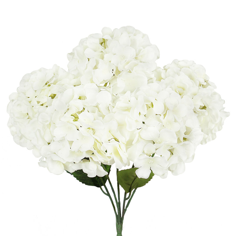Hortensia de luxe, Blanc, crème
