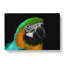 Yellow & Green Macaw Parrot in Abstract - Wrapped Canvas-55303485