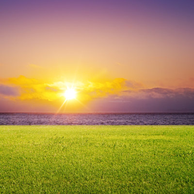 Colletti Grass and Sunrise 1 Piece Wrapped Canvas Wall Art