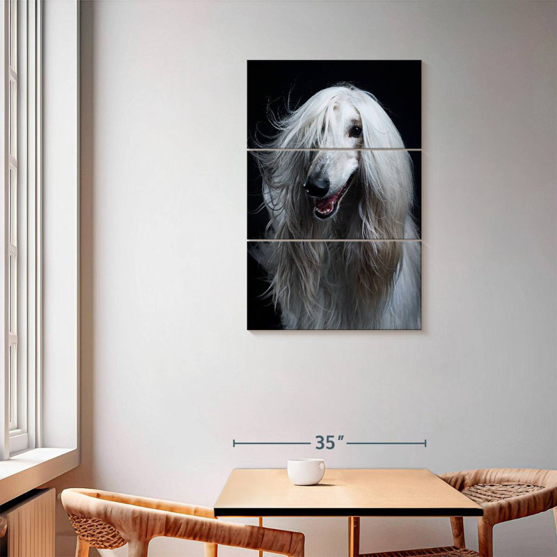 Brampt Long Haired Afghan Hound, 57" H x 36" W