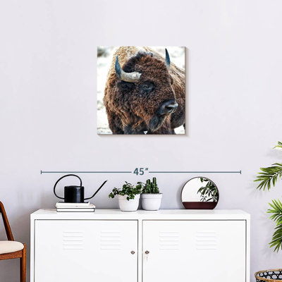 Brampt In The Presence Of Bison