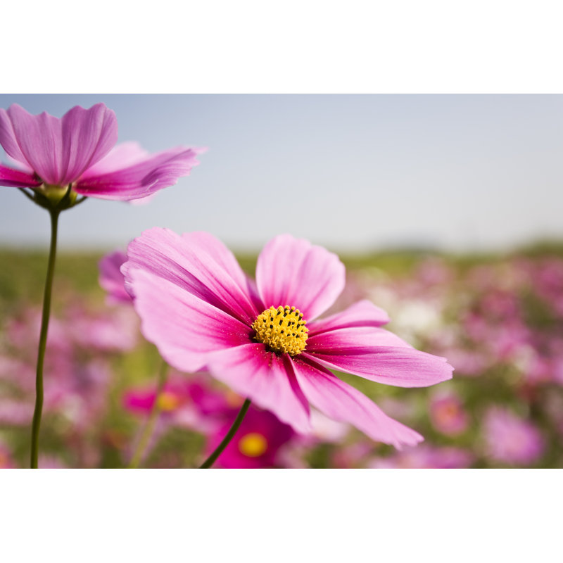 Cosmos Flowers par Ooyoo, H 12 po x l 18 po