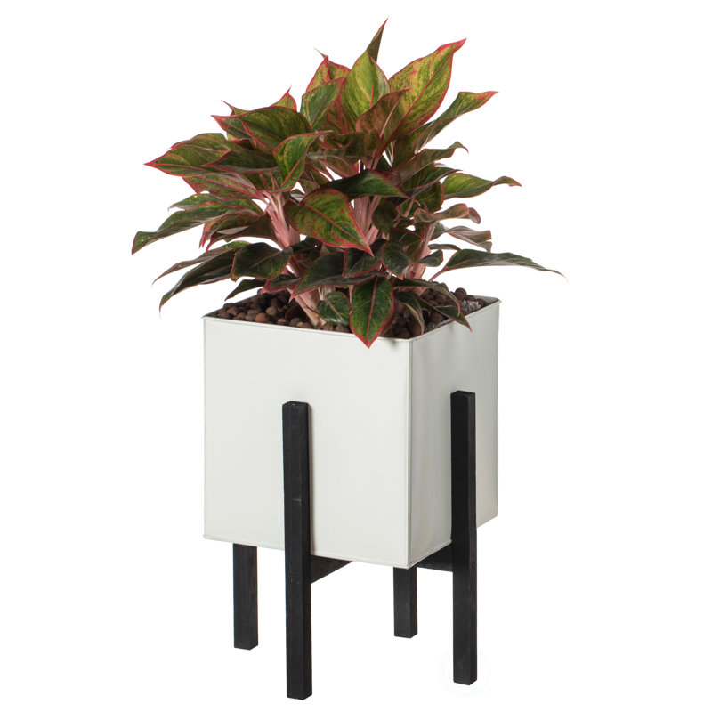 Eular Wood Pot Planter, 16" H x 9.75" W x 10" D