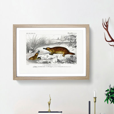 Platypus Illustration by Charles d' Orbigny - Picture Frame Painting Print