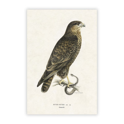The Common Buzzard - No Frame Print