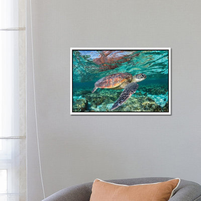 The Reef Wanderer 1 Piece Wall Art on Canvas