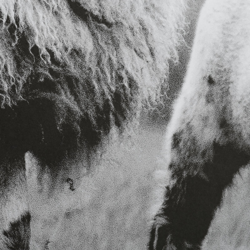 «Islay Sheep I» par Laura Marshall, reproduction d'art encadrée sous verre, Lady Sheep I