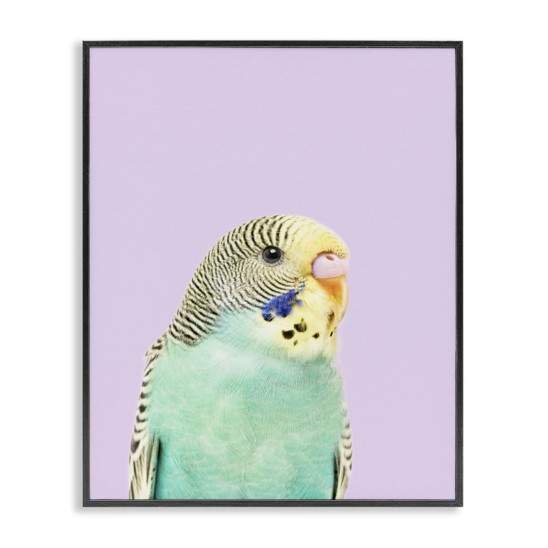 Art giclée Pastel Budgie Bird par Sissi et Seb, Giclée encadrée noir minuit, H 30 po x l 24 po