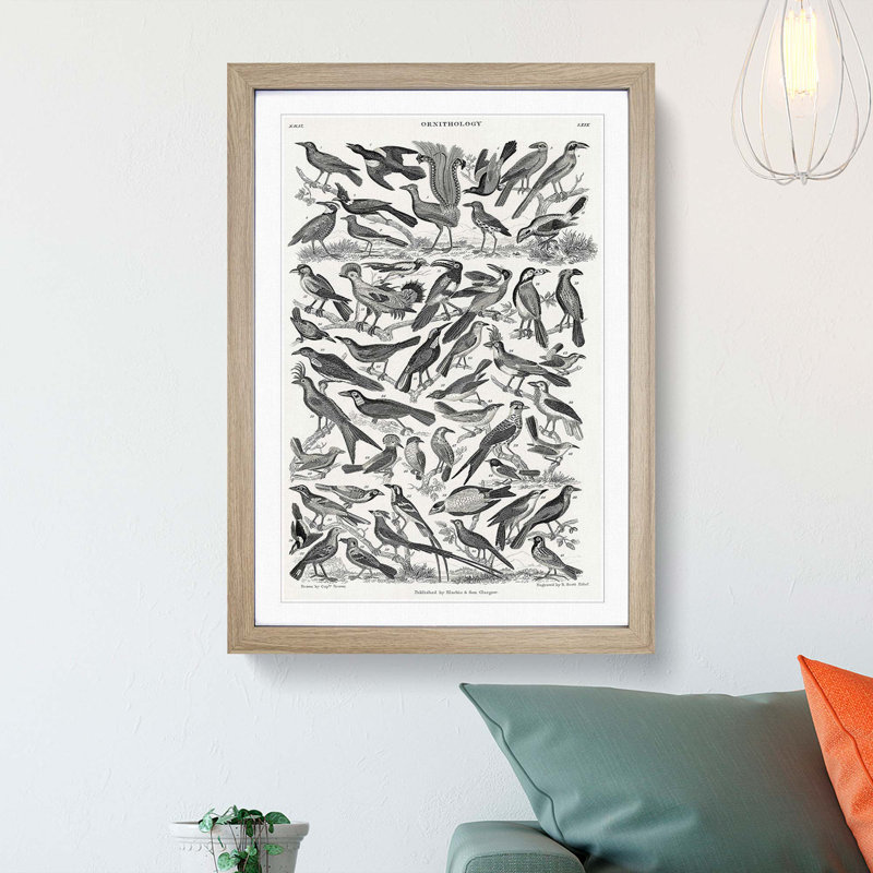 Ornithology the Study of Birds LXXIX by Oliver Goldsmith - Picture Frame Drawing Print, 87cm H x 62cm W x 2cm D, Oak Framed
