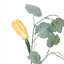 Squash Vine Stem